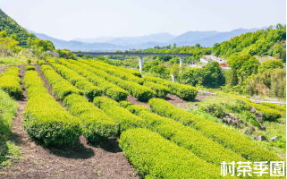 村茶季園の茶畑